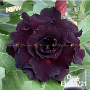 Baby - Rosa do Deserto Ozzy ( EV 35 )