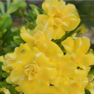 Baby - Rosa Do Deserto Buque Ouro