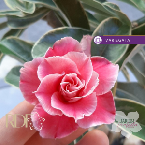 Baby - Rosa Do Deserto Red Camellia Variegata