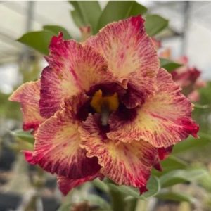 Baby - Rosa do Deserto Monique