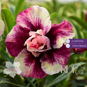 Baby - Rosa Do Deserto Sugarism