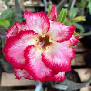 Baby - Rosa do Deserto Anny