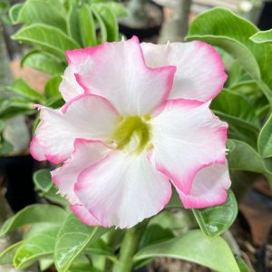 Baby - Rosa Do Deserto Bri - Rose Buquê (Bridal Rosa)