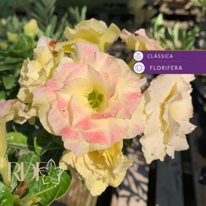 Baby - Rosa do Deserto Bridal Buquê