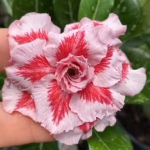 Baby - Rosa do Deserto Ying Ning RC 510