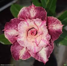 Baby - Rosa do Deserto EV 61