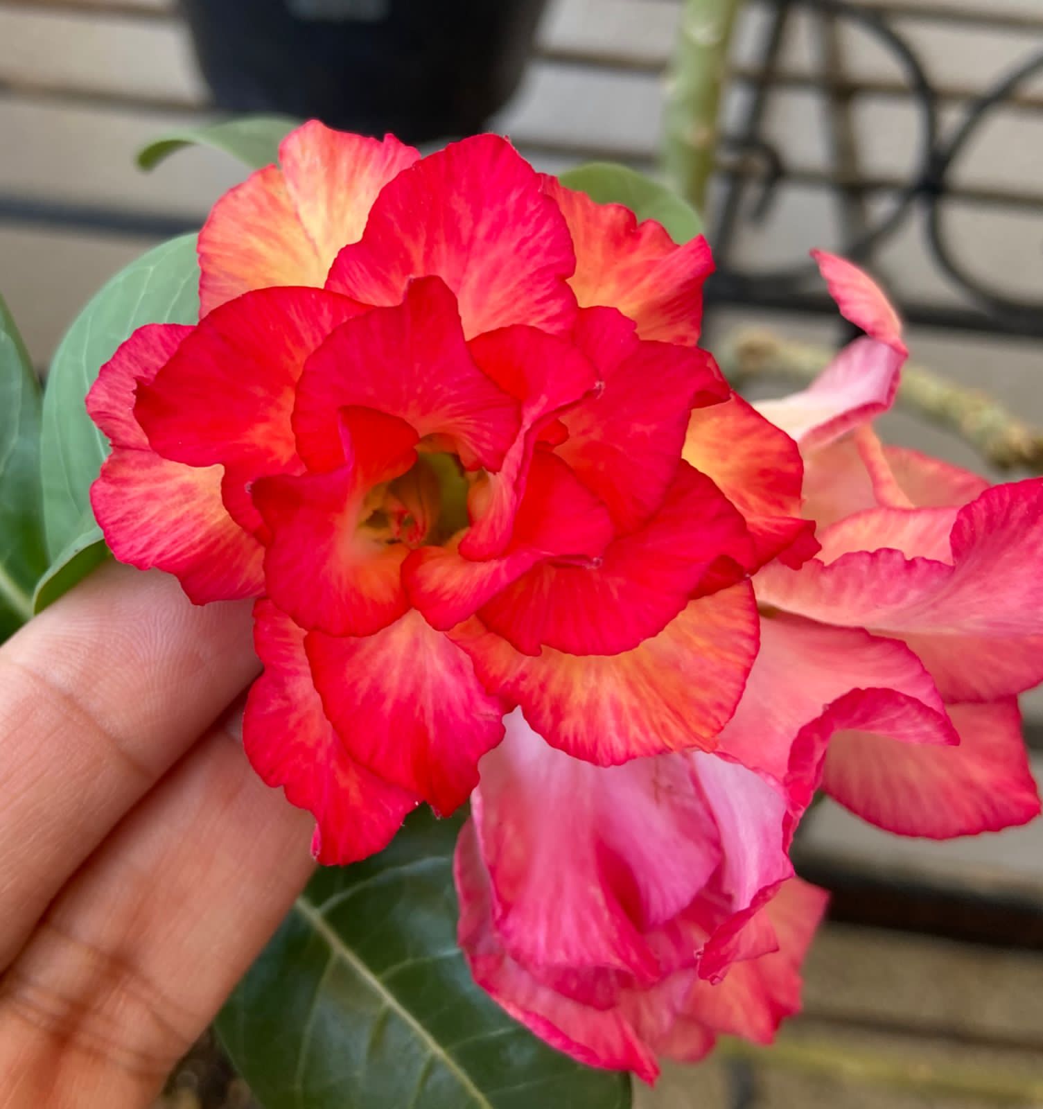 Baby - Rosa do Deserto Unparalleled