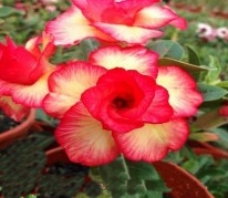 Baby - Rosa do Deserto Unparalleled - Imagem 3