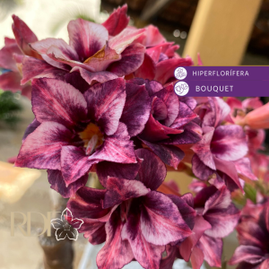 Baby - Rosa do Deserto Purple Storm