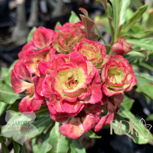 Baby - Rosa Do Deserto Green Rose