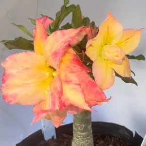 Baby - Rosa do Deserto New Yellow