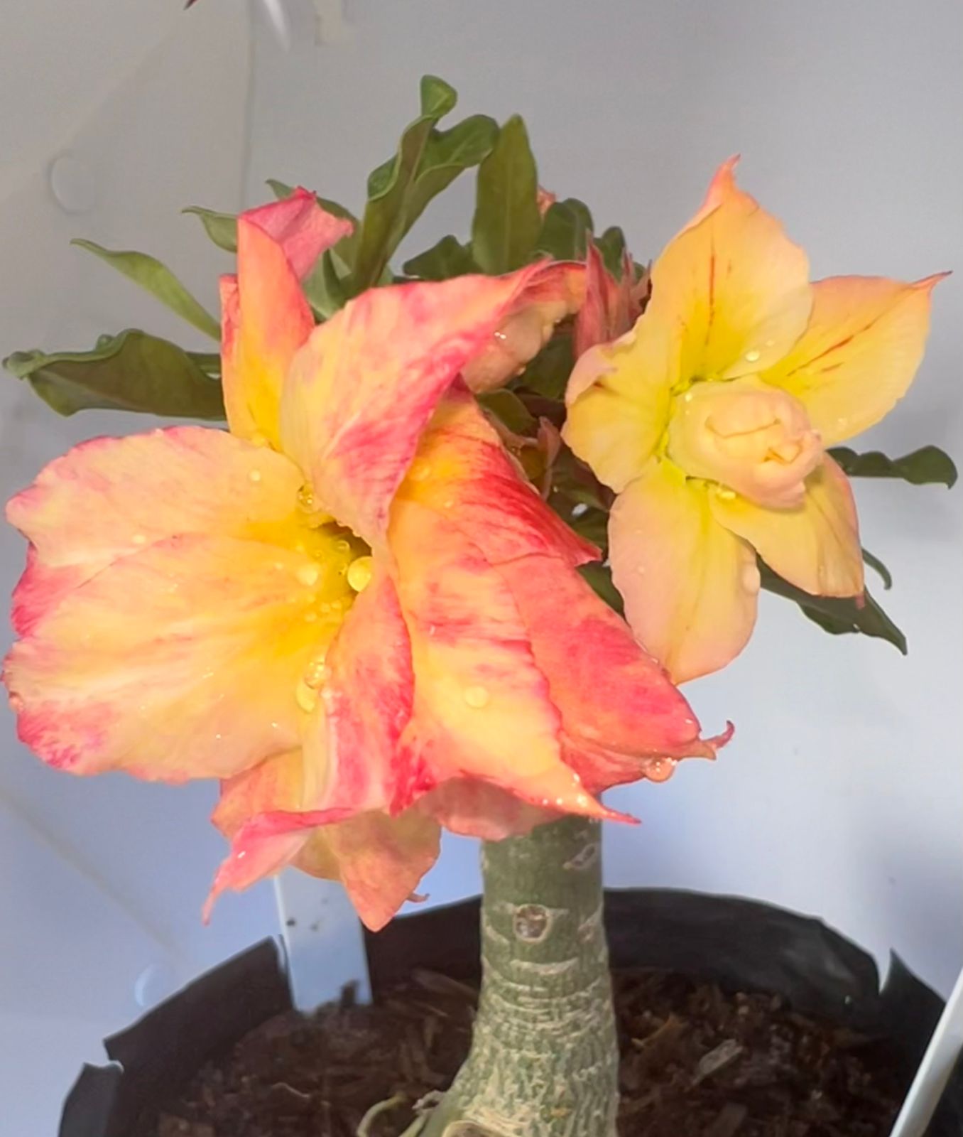 Baby - Rosa do Deserto New Yellow