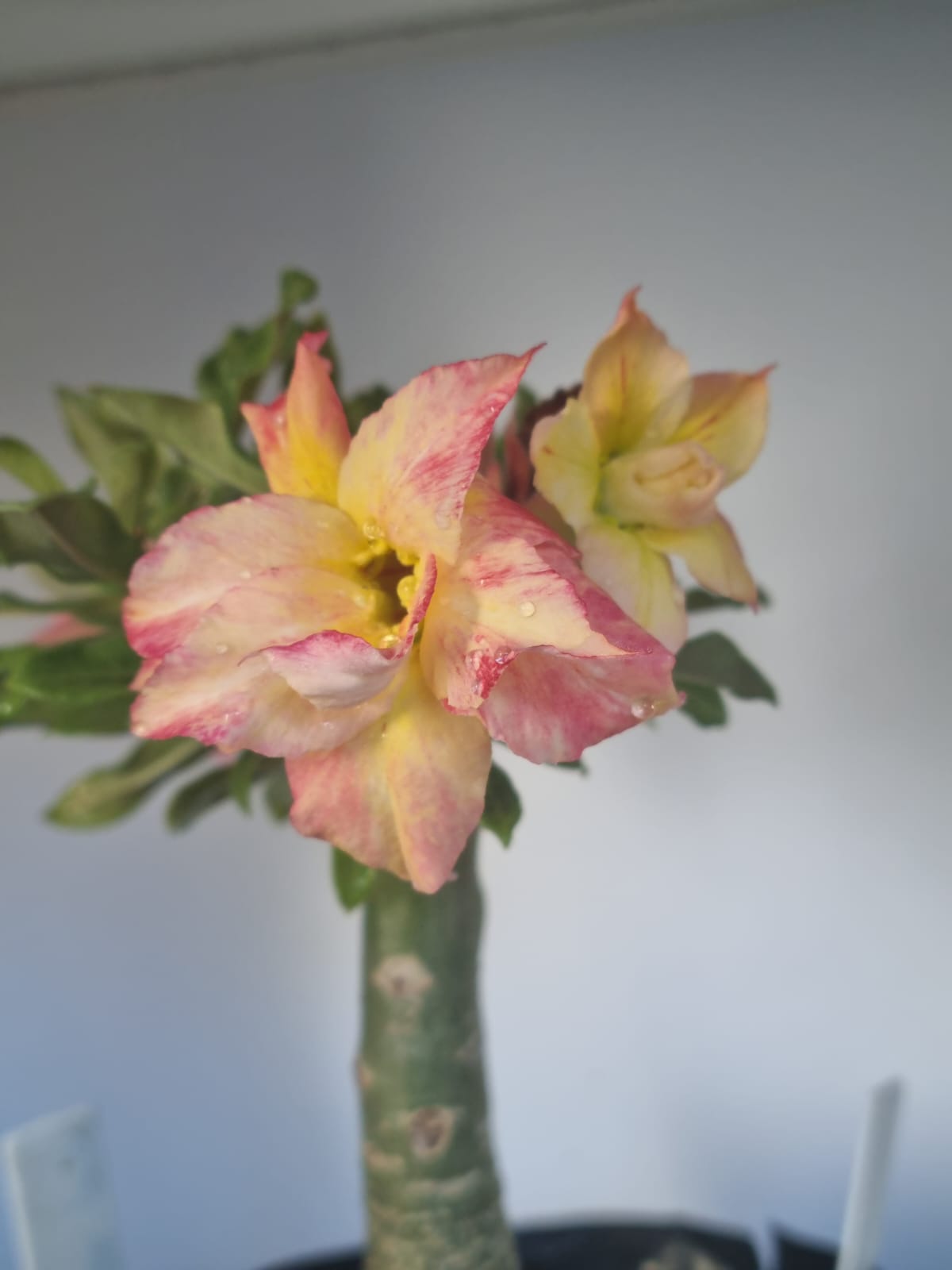 Baby - Rosa do Deserto New Yellow - Imagem 2