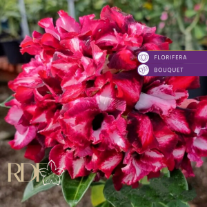 Baby - Rosa do Deserto Viúvinha - EV 85