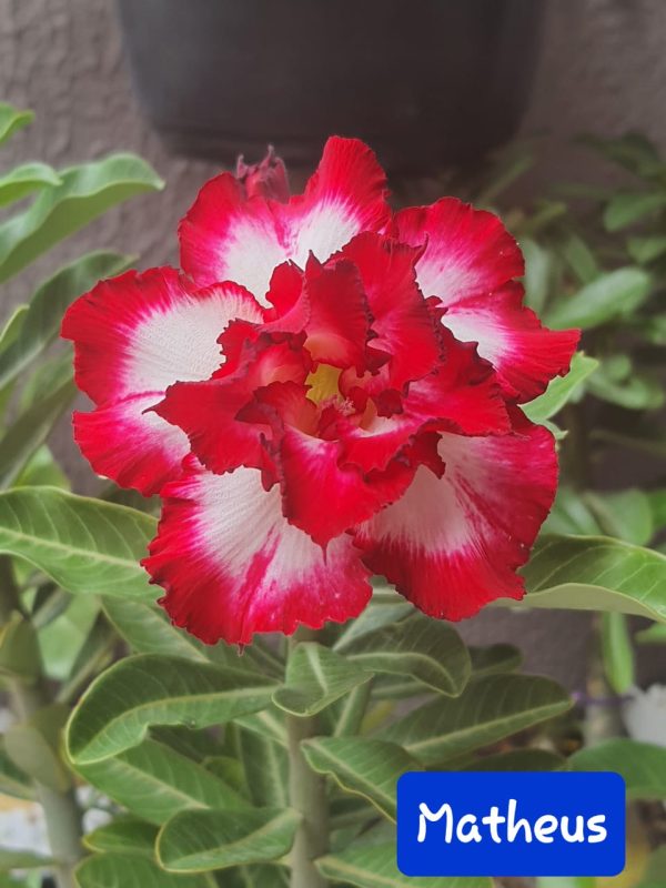 Baby - Rosa do Deserto Matheus - Imagem 2