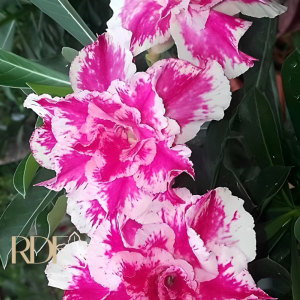 Baby - Rosa do deserto Sorvete