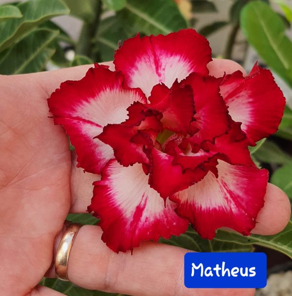 Baby - Rosa do Deserto Matheus - Imagem 3