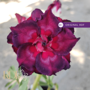 Baby - Rosa Do Deserto Dama de Copas