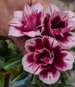 Baby - Rosa do Deserto Star Brown