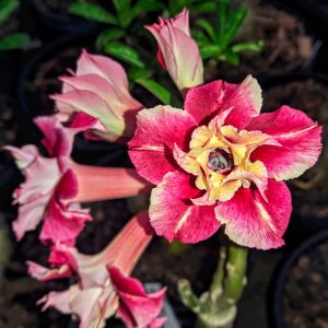 Baby - Rosa do Deserto Fantastic