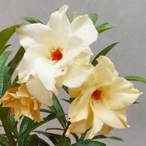 Baby - Rosa do Deserto Fd Amaya