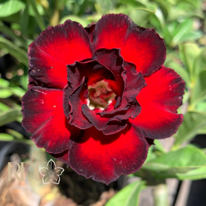 Baby - Rosa Do Deserto Amit