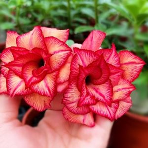 baby - Rosa do Deserto Summer Sunset