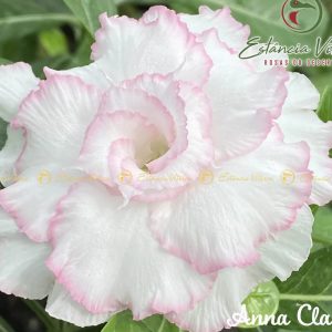 Baby - Rosa do Deserto Anna Clara