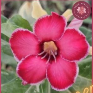 Baby - Rosa do Deserto ARM 82 (Variegata)