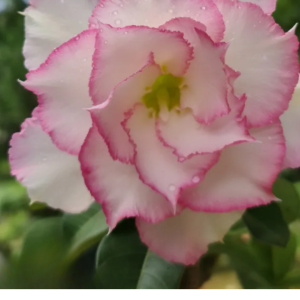 Baby - Rosa do Deserto Queen