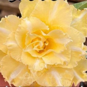 Baby - Rosa do Deserto Paris Hilton