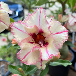 Baby - Rosa do Deserto The Bell II