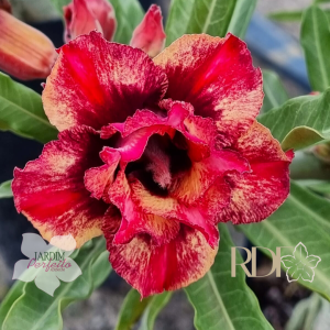 Baby - Rosa do Deserto Arashi