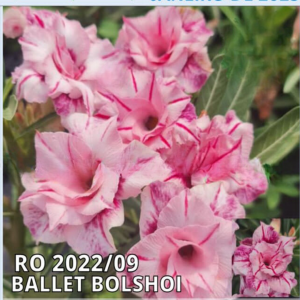Baby - Rosa do Deserto Ballet Bolshoi