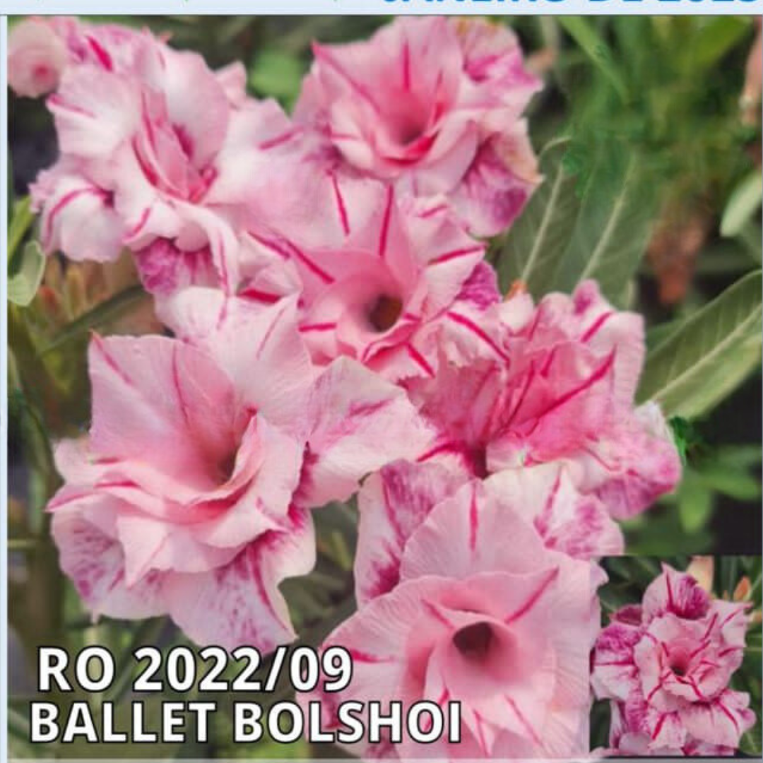 Baby - Rosa do Deserto Ballet Bolshoi