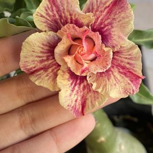 Baby - Rosa Do Deserto Pamela