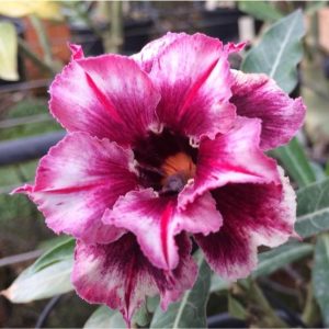 Baby - Rosa do Deserto Double Blue Boy