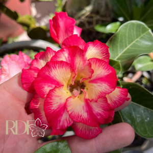 Baby - Rosa do Deserto Paraibana