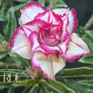 Baby - Rosa do Deserto Giulia