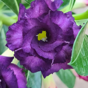 Baby - Rosa Do Deserto Purple Blue