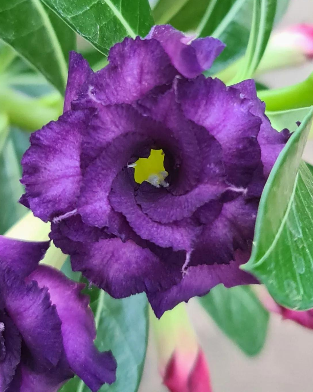 Baby - Rosa Do Deserto Purple Blue