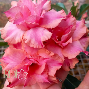 Baby - Rosa do Deserto Arizona