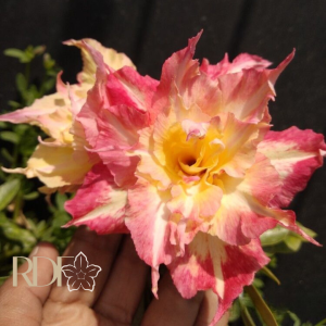 Baby - Rosa do Deserto Wealthy