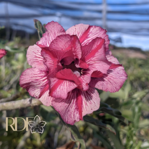 Baby - Rosa do Deserto Infinit Dobrada