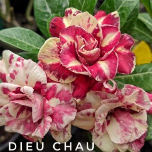 Baby - Rosa do Deserto Dieu Chau