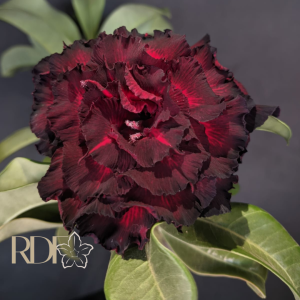 baby - Rosa do Deserto Bloody Rubi