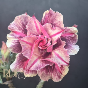 Baby - Rosa do Deserto Luxury