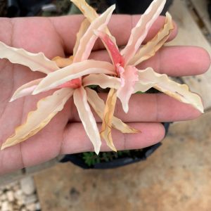 Baby - Rosa do Deserto Beauty Variegata