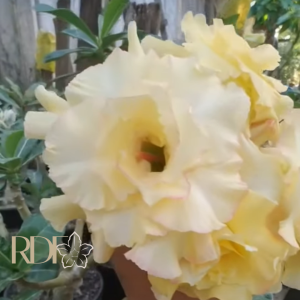 Baby - Rosa do Deserto Pequi