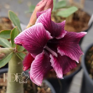 Baby - Rosa do Deserto LK400